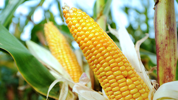 US corn exports to China drop 85 percent after ban on GMO strains industry report