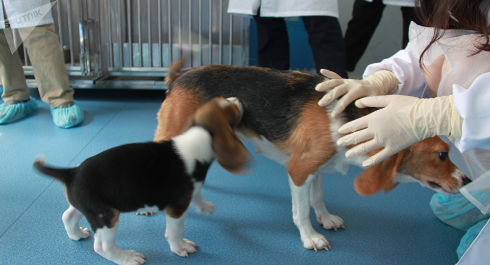 Copy, Paste! China Clones First Genetically Engineered Canine