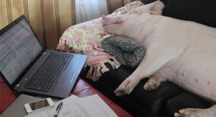 9 Ways Pigs Are Smarter Than Your Honor Student