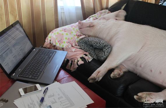 9 Ways Pigs Are Smarter Than Your Honor Student
