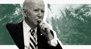Biden May Approve Logging an Old-Growth Forest, Heightening Climate Risks