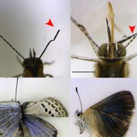 Fukushima mutant butterflies spark fear of effect on humans
