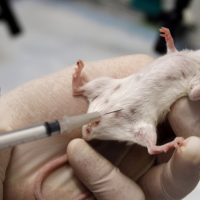 Rodent explosion: British Lab 'accidentally' breeds 180,000 mice, conducts unauthorised experiments