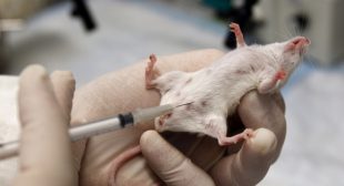 Rodent explosion: British Lab ‘accidentally’ breeds 180,000 mice, conducts unauthorised experiments