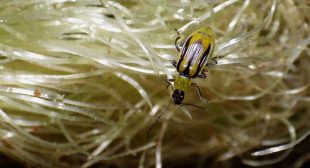 American pests develop resistance to ’deadly’ toxins in GM maize research