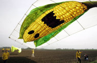 Poland to ban Monsanto’s GM maize