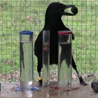 Crows' reasoning ability rivals that of seven-year-old humans