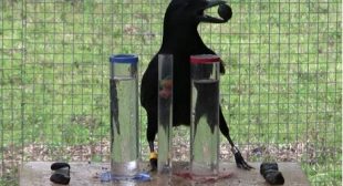 Crows’ reasoning ability rivals that of seven-year-old humans