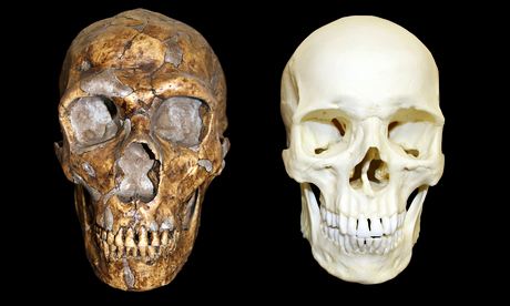 Neanderthals were not less intelligent than modern humans, scientists find