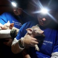 The FBI's Hunt for Two Missing Piglets Reveals the Federal Cover-Up of Barbaric Factory Farms