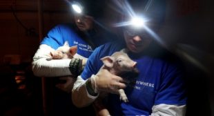 The FBI’s Hunt for Two Missing Piglets Reveals the Federal Cover-Up of Barbaric Factory Farms