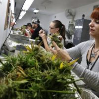 Colorado, USA Sells $19 Million in Cannabis in March: $1.9 Million Goes to Schools and Crime Down 10%
