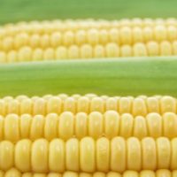 France Stands Up to Monsanto, Bans Seed Giant’s GMO Corn