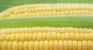 France Stands Up to Monsanto, Bans Seed Giant’s GMO Corn