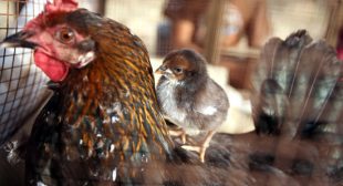 EU bans poultry imports from Israel-occupied West Bank