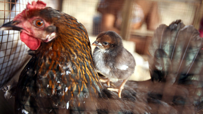 EU bans poultry imports from Israel-occupied West Bank