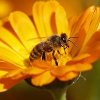 Half of European bumblebees in decline, quarter face extinction