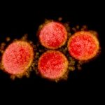 Leaked Grant Proposal Details High-Risk Coronavirus Research